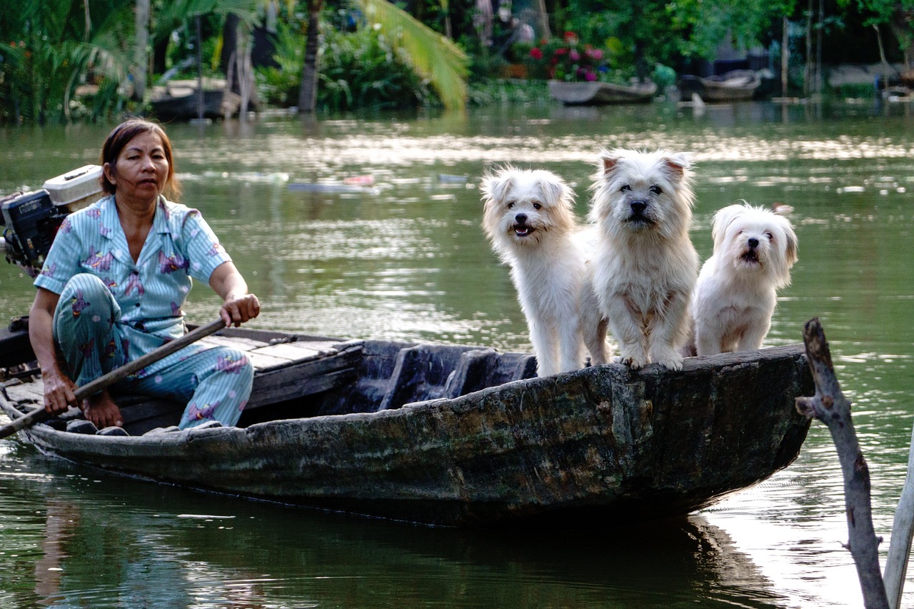 services-01 dogs, white, river, boat, water, nature, vietnam lifestyle, people, woman, vietnamese