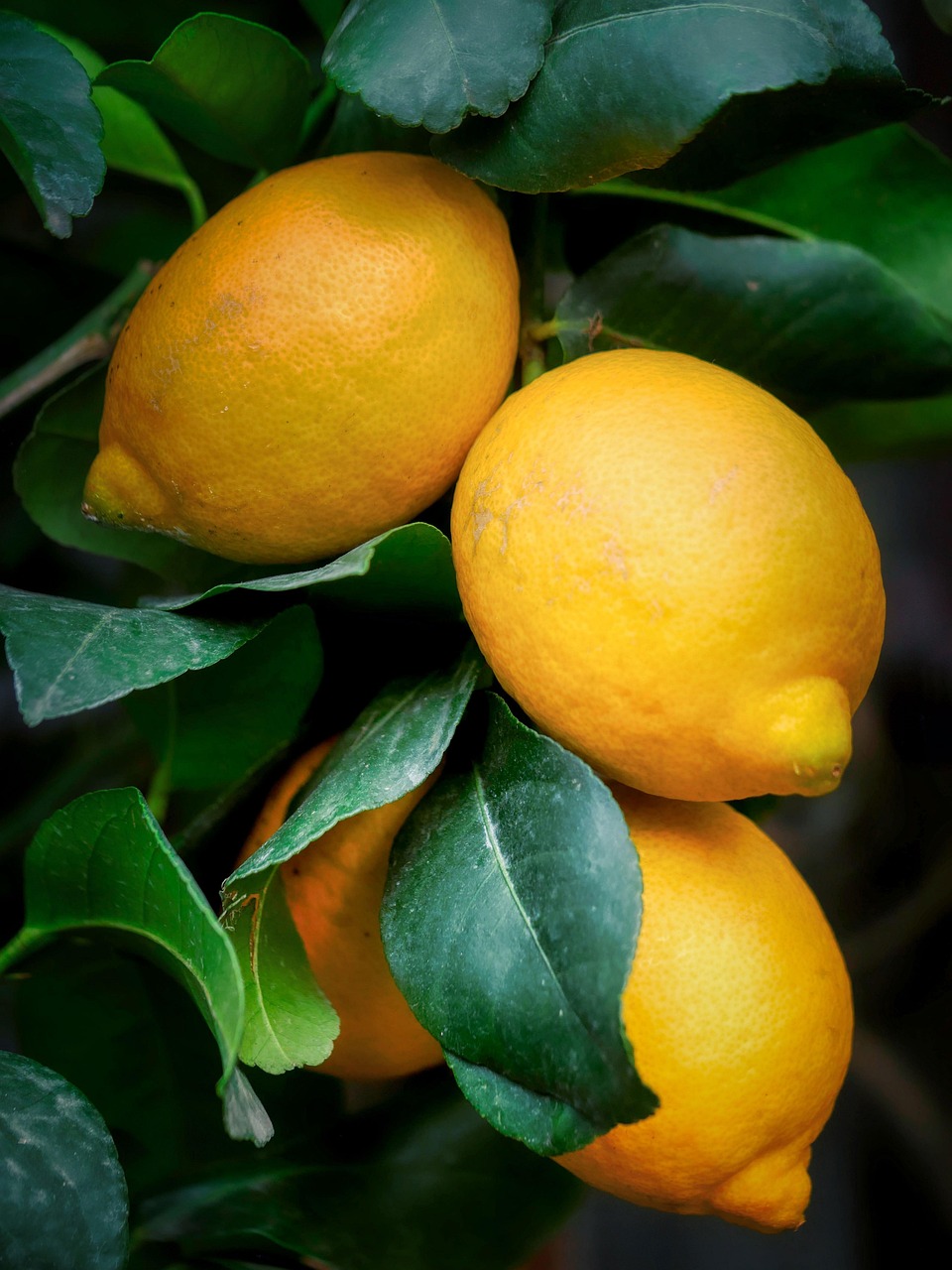 entdecken sie die mediterrane diät, eine gesunde ernährungsweise, die frische zutaten, schmackhafte aromen und gesunde fette vereint. ideal für ein gesundes leben und nachhaltige gewichtsverwaltung.