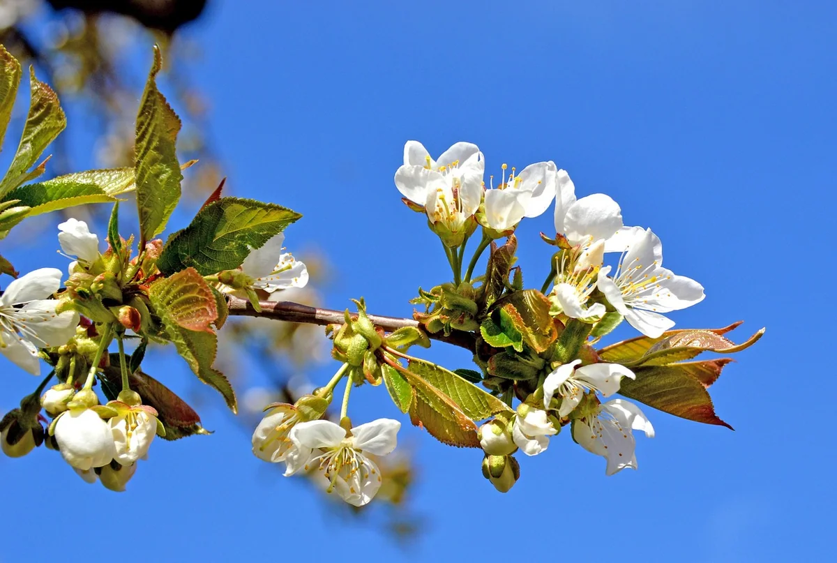 Was der Klimawandel mit der Blüte macht