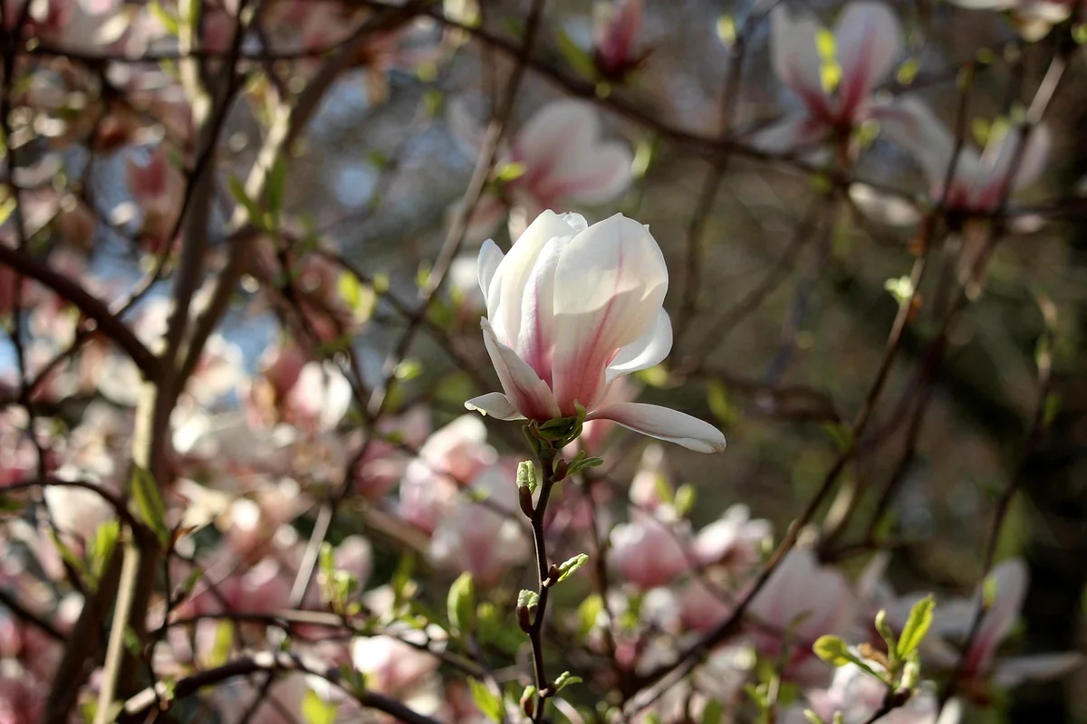 Wie ein Baum den Frühling erkennt – die Mechanik hinter den Knospen