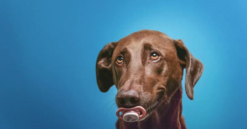 Pankreatitis beim Hund: Symptome, die Sie nicht aussitzen sollten